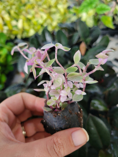 Tradescantia Pink Panther Plug