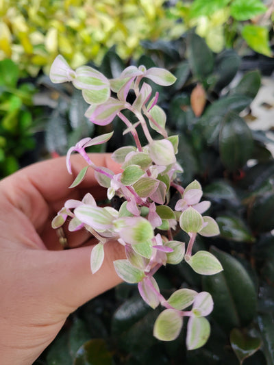 Tradescantia Pink Panther Plug