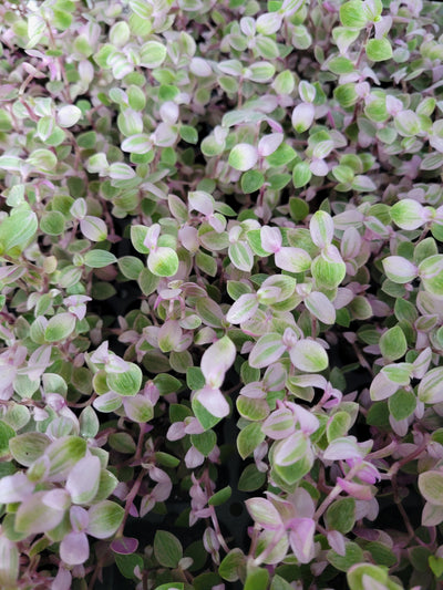 Tradescantia Pink Panther Plug