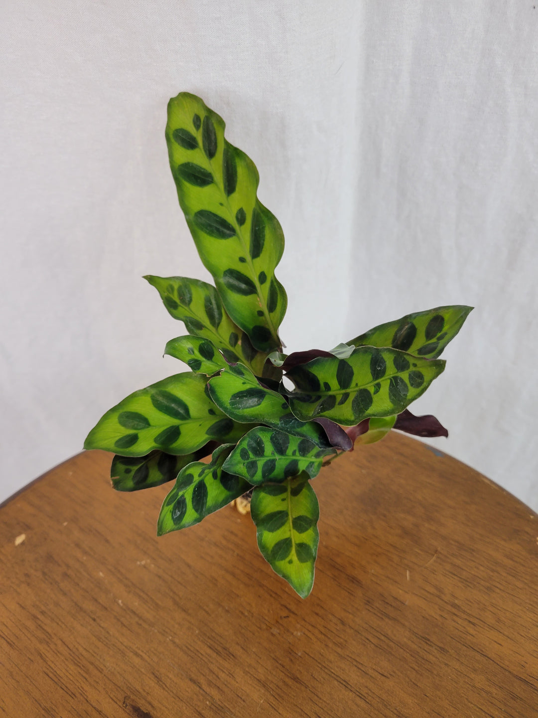 Rattlesnake Calathea Plug