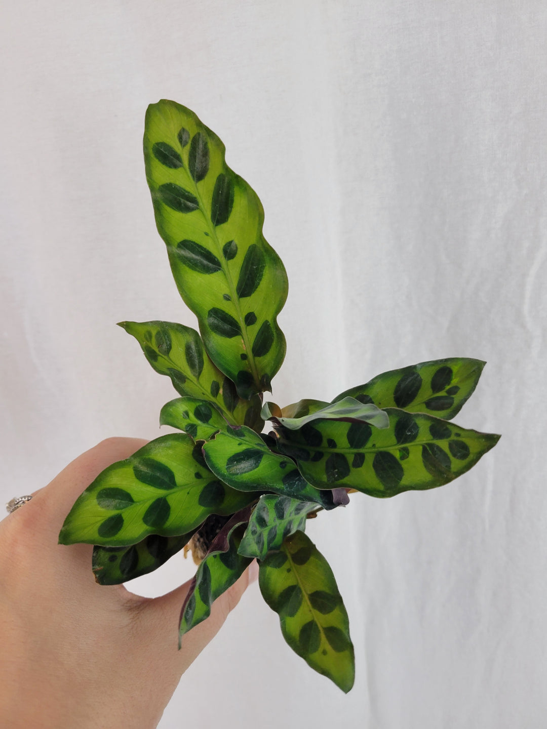 Rattlesnake Calathea Plug