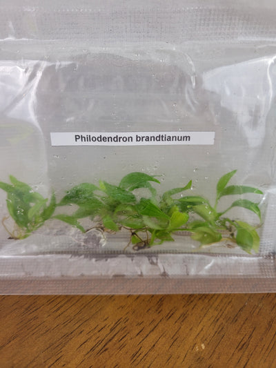 Philodendron Brandtianum Plantlets (5)