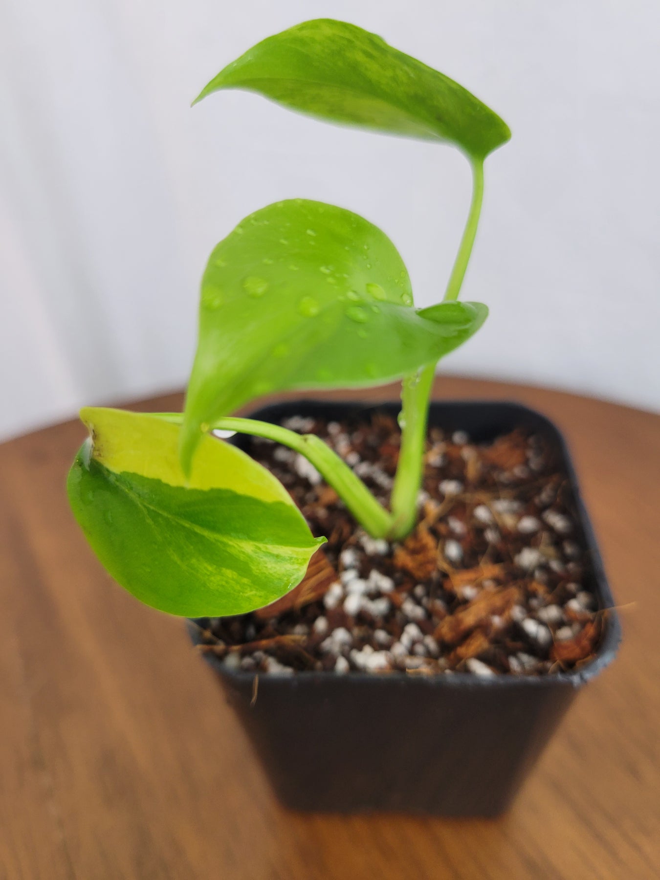 の公式サイト FAZ Monstera YellowMarilyn Compact Base - 観葉植物