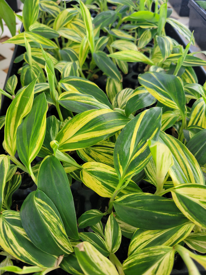 Variegated Ginger Plug