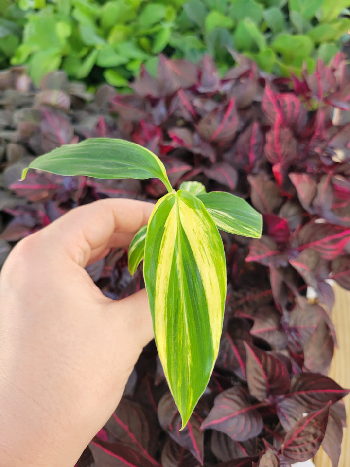 Variegated Ginger Plug