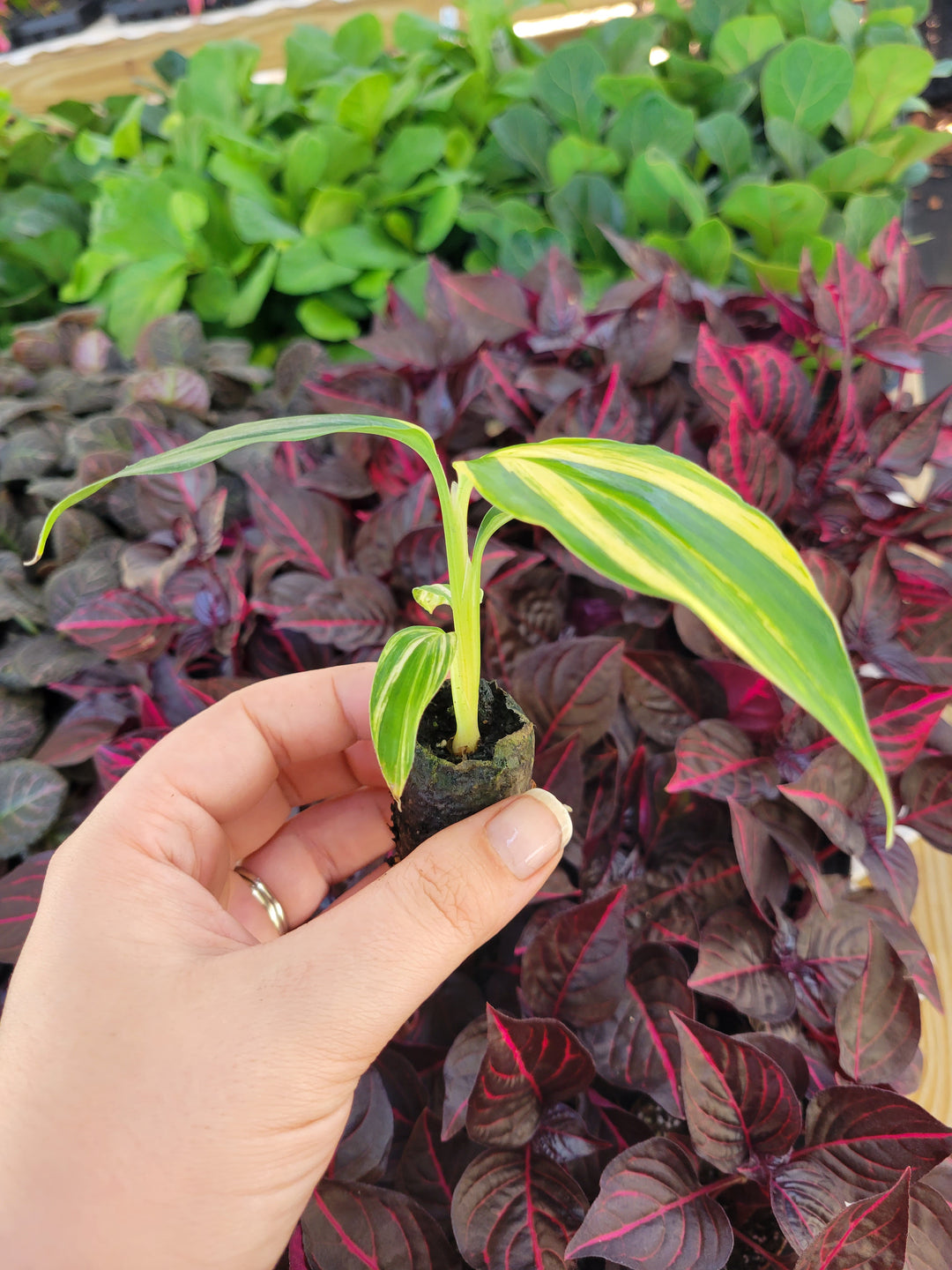 Variegated Ginger Plug