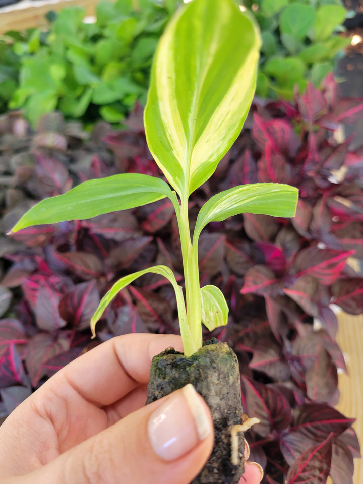 Variegated Ginger Plug