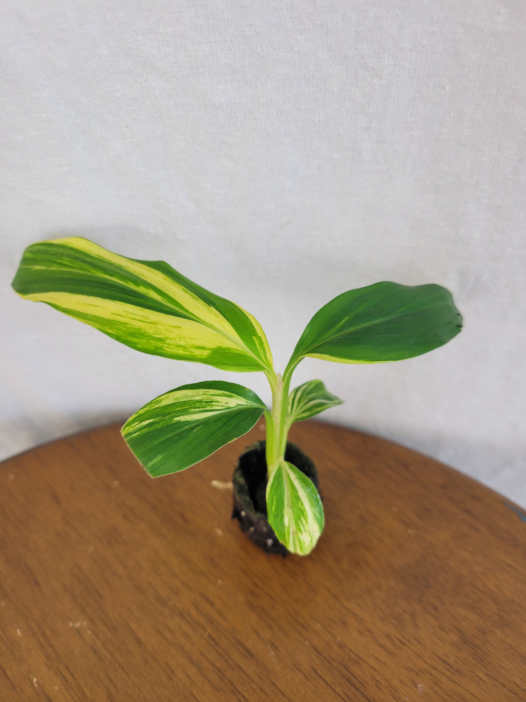 Variegated Ginger Plug