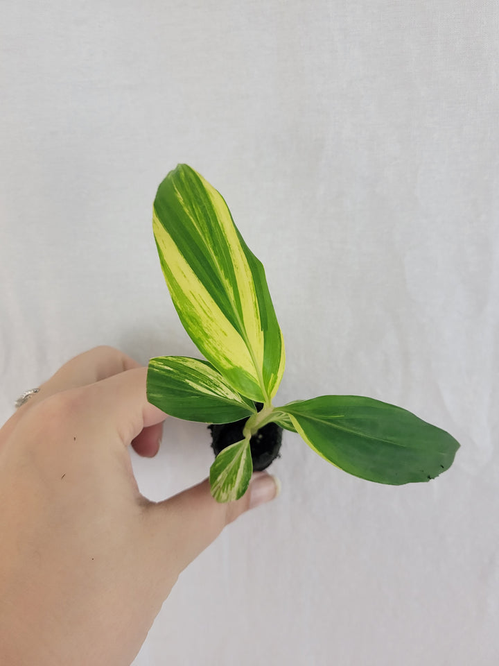 Variegated Ginger Plug