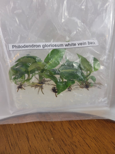 Philodendron Gloriosum- White Vein Plantlets (5)