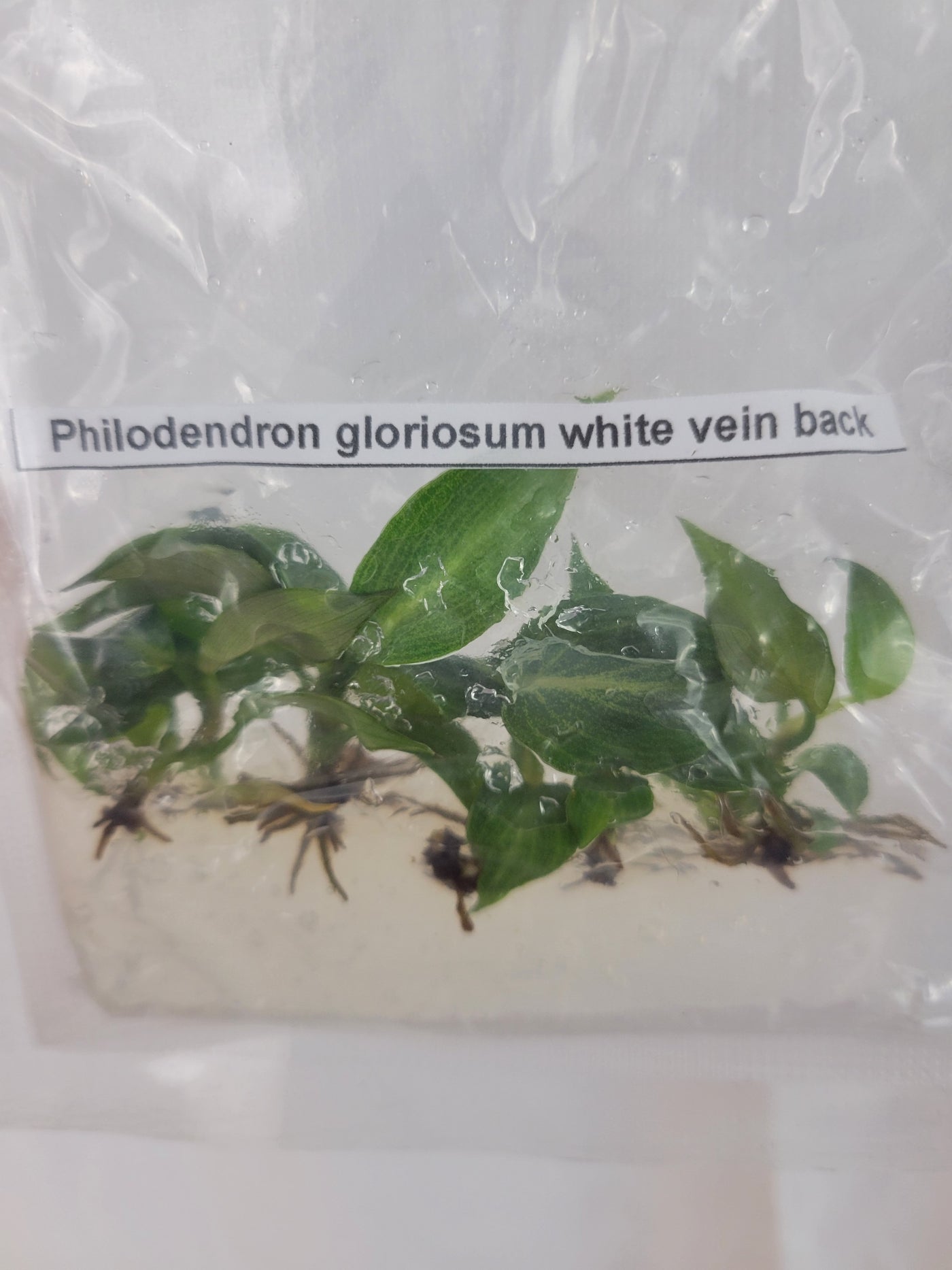 Philodendron Gloriosum- White Vein Plantlets (5)