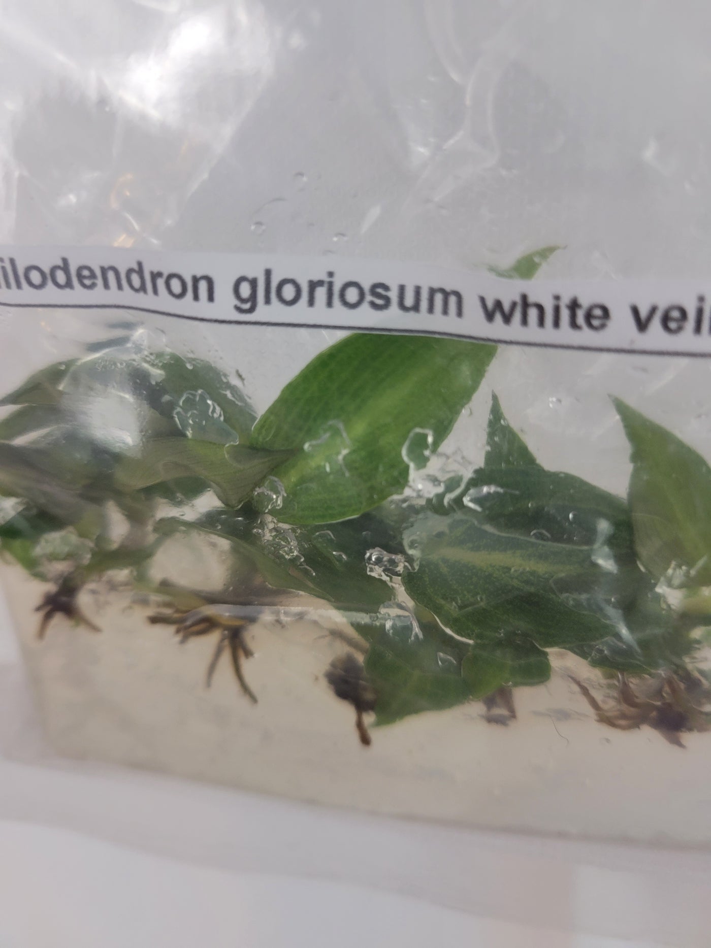 Philodendron Gloriosum- White Vein Plantlets (5)