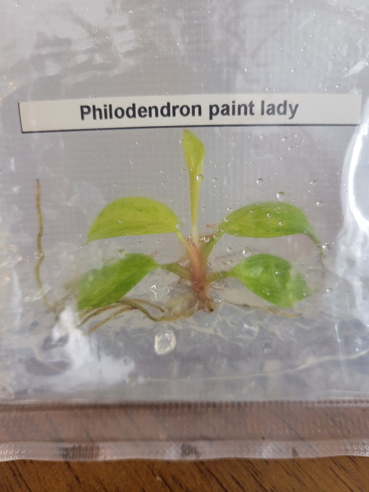 Philodendron Painted Lady Plantlets (1)