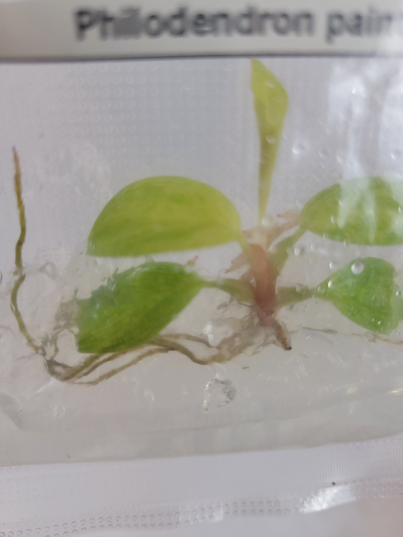 Philodendron Painted Lady Plantlets (1)