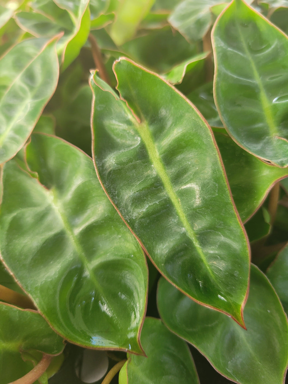 Philodendron Billietiae with long strap-shaped leaves and orange petioles.