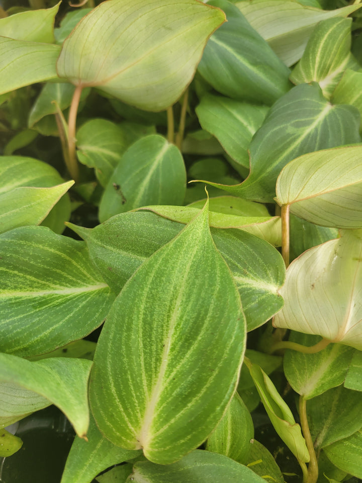 Philodendron Gloriosum with velvety, heart-shaped leaves and light veining.