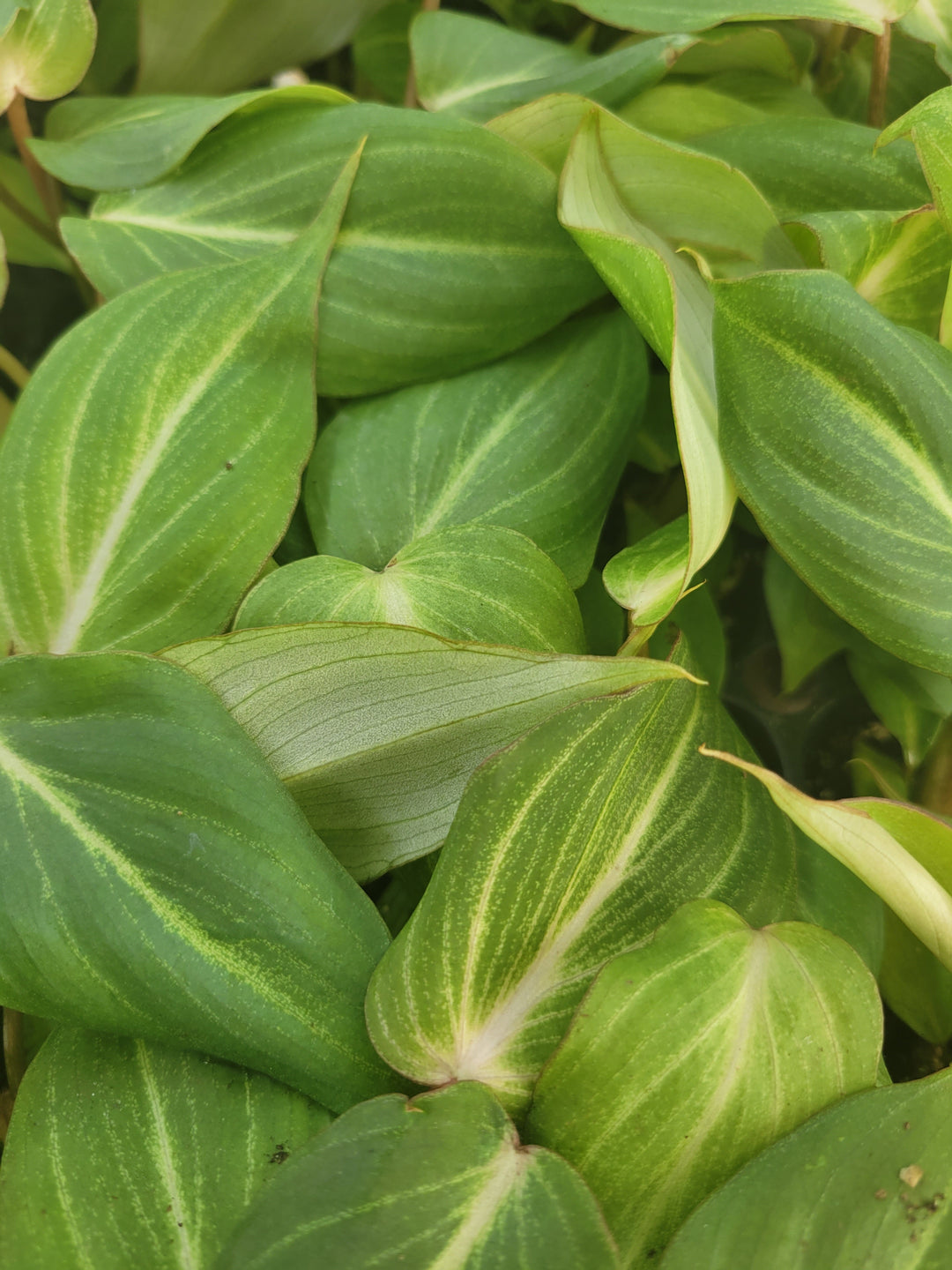 Philodendron Gloriosum with large, velvety green leaves and light veining.