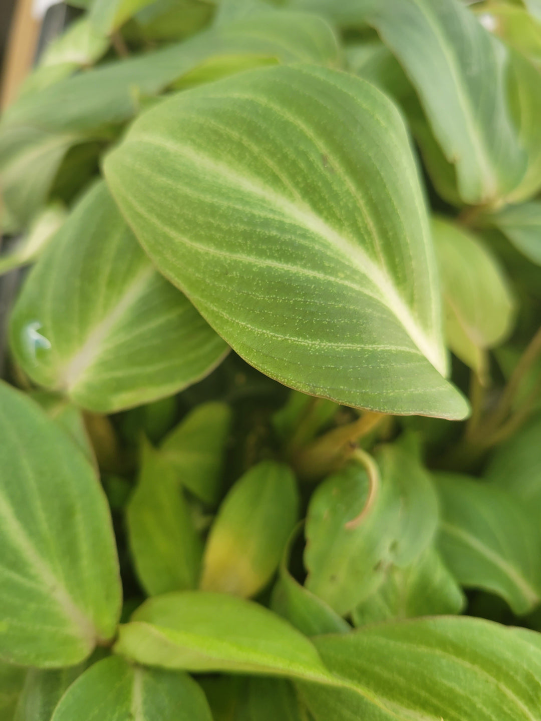 Philodendron Gloriosum Plugs