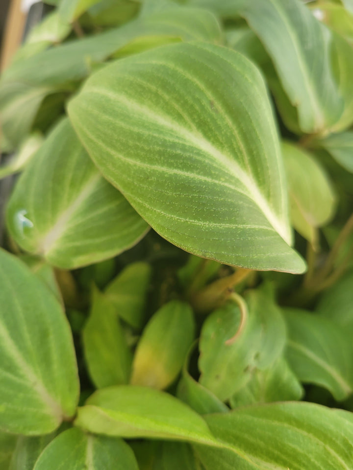 Philodendron Gloriosum plant with velvety heart-shaped leaves and light veining.