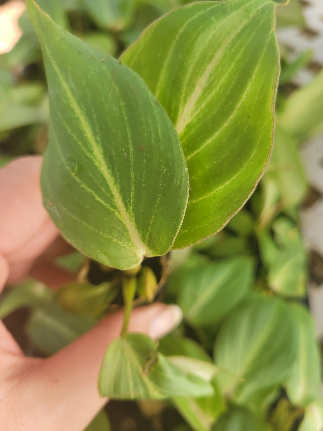 Philodendron Gloriosum Plugs