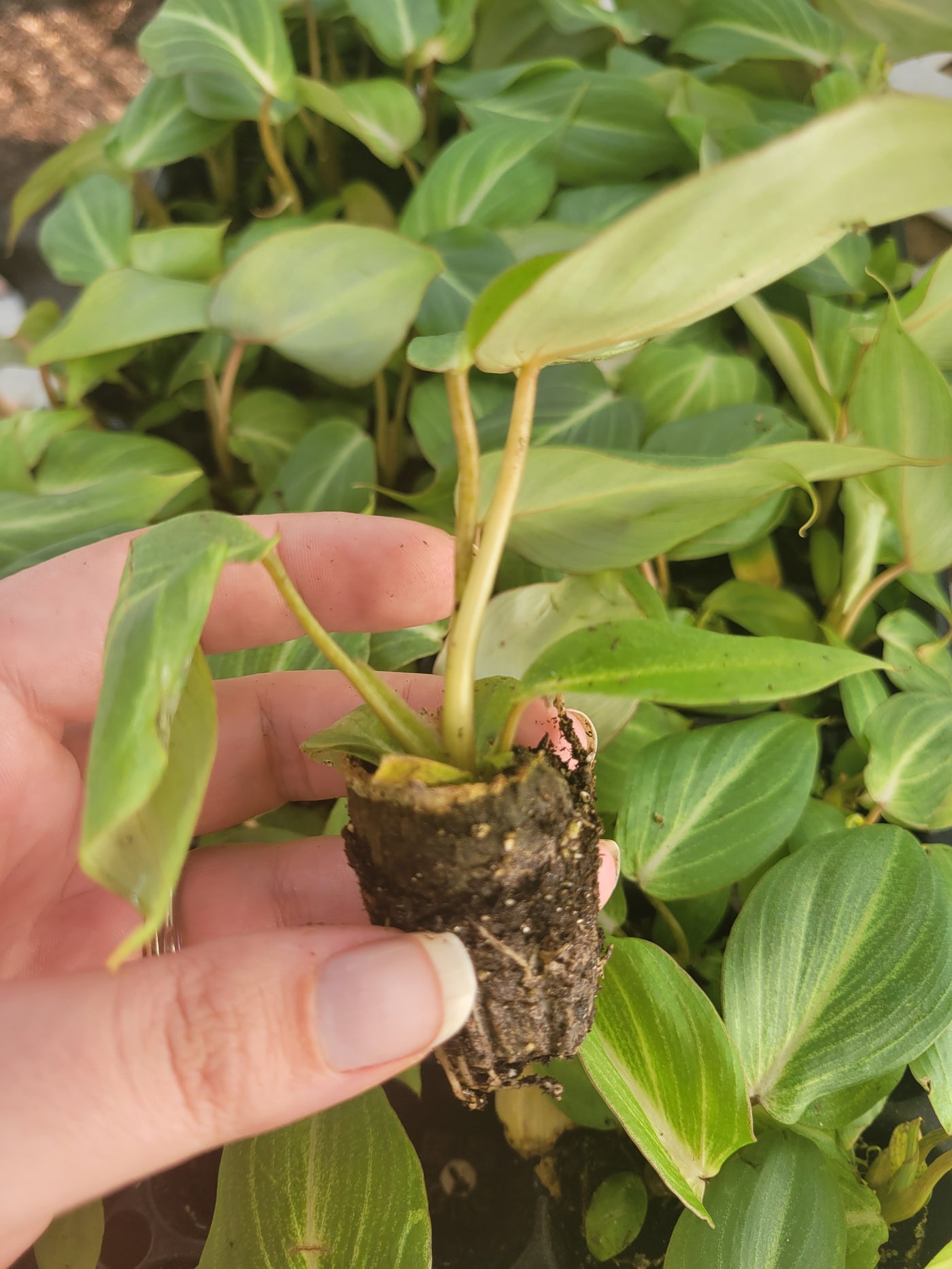 Philodendron Gloriosum Plugs
