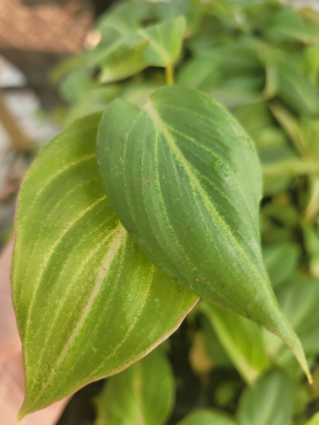 Philodendron Gloriosum with velvety heart-shaped leaves and light veining.