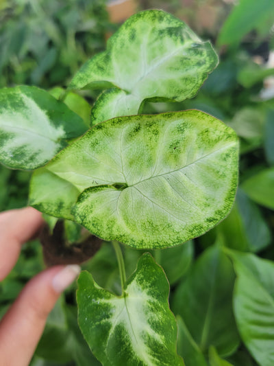Syngonium Pixie Plug