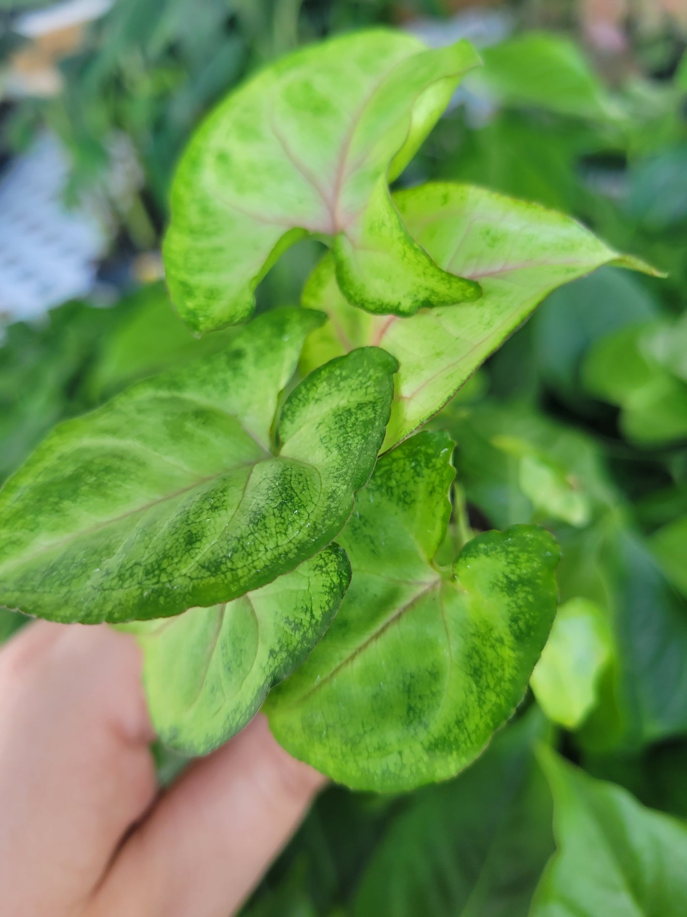 Syngonium Pink Allusion Plug