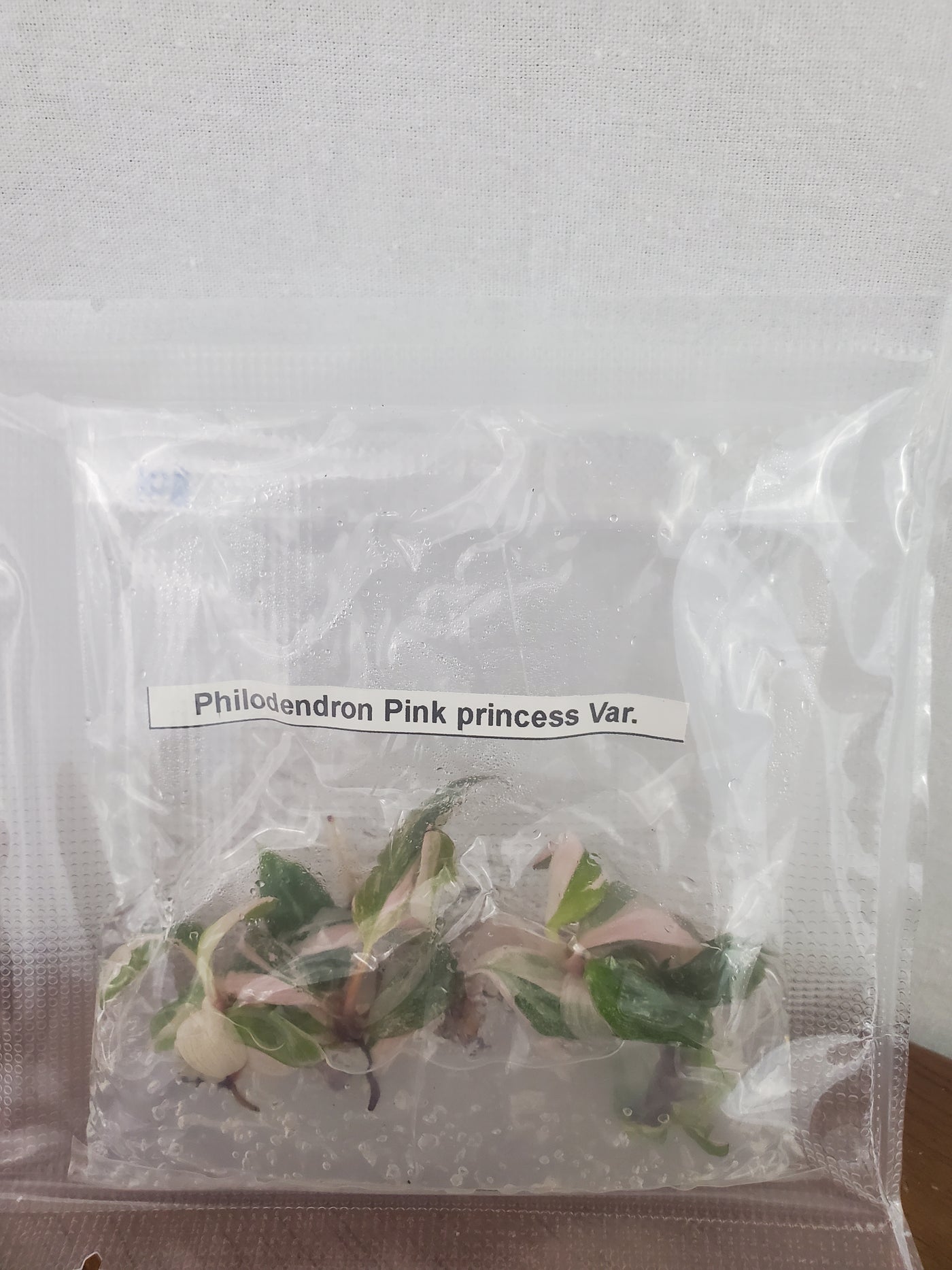 Philodendron Pink Princess Plantlets (5)