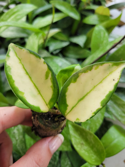 Hoya Tricolor Plug