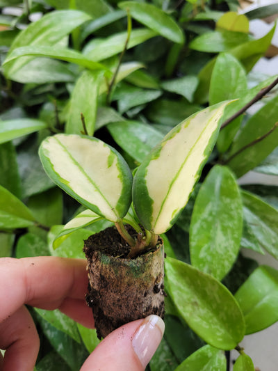 Hoya Tricolor Plug