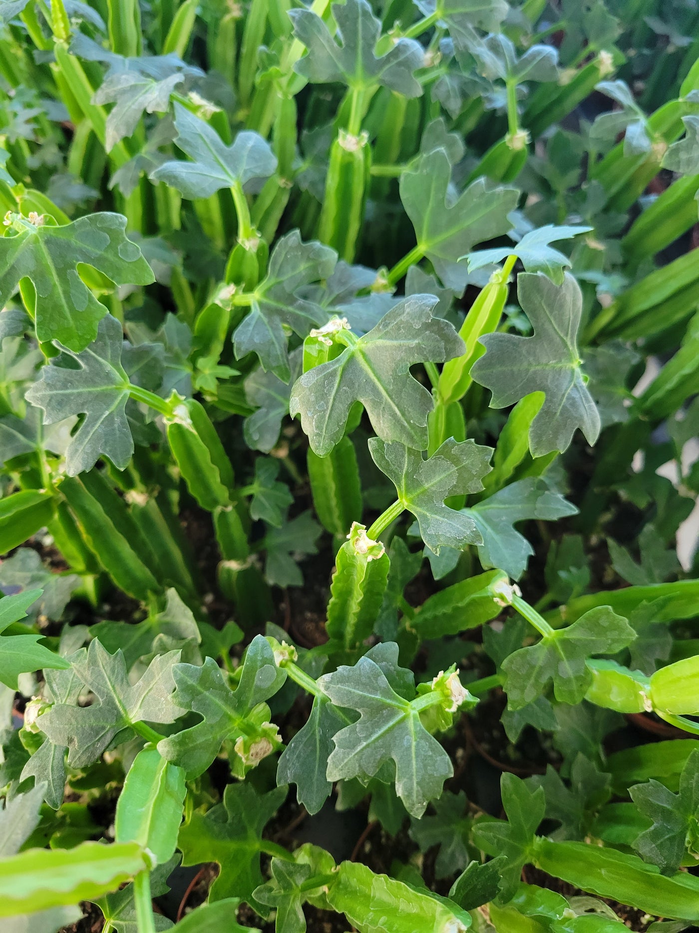 Cissus Quadrangularis Plug