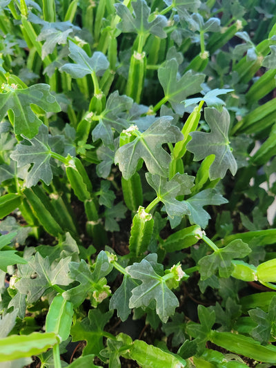 Cissus Quadrangularis Plug