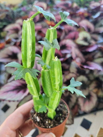 Cissus Quadrangularis Plug