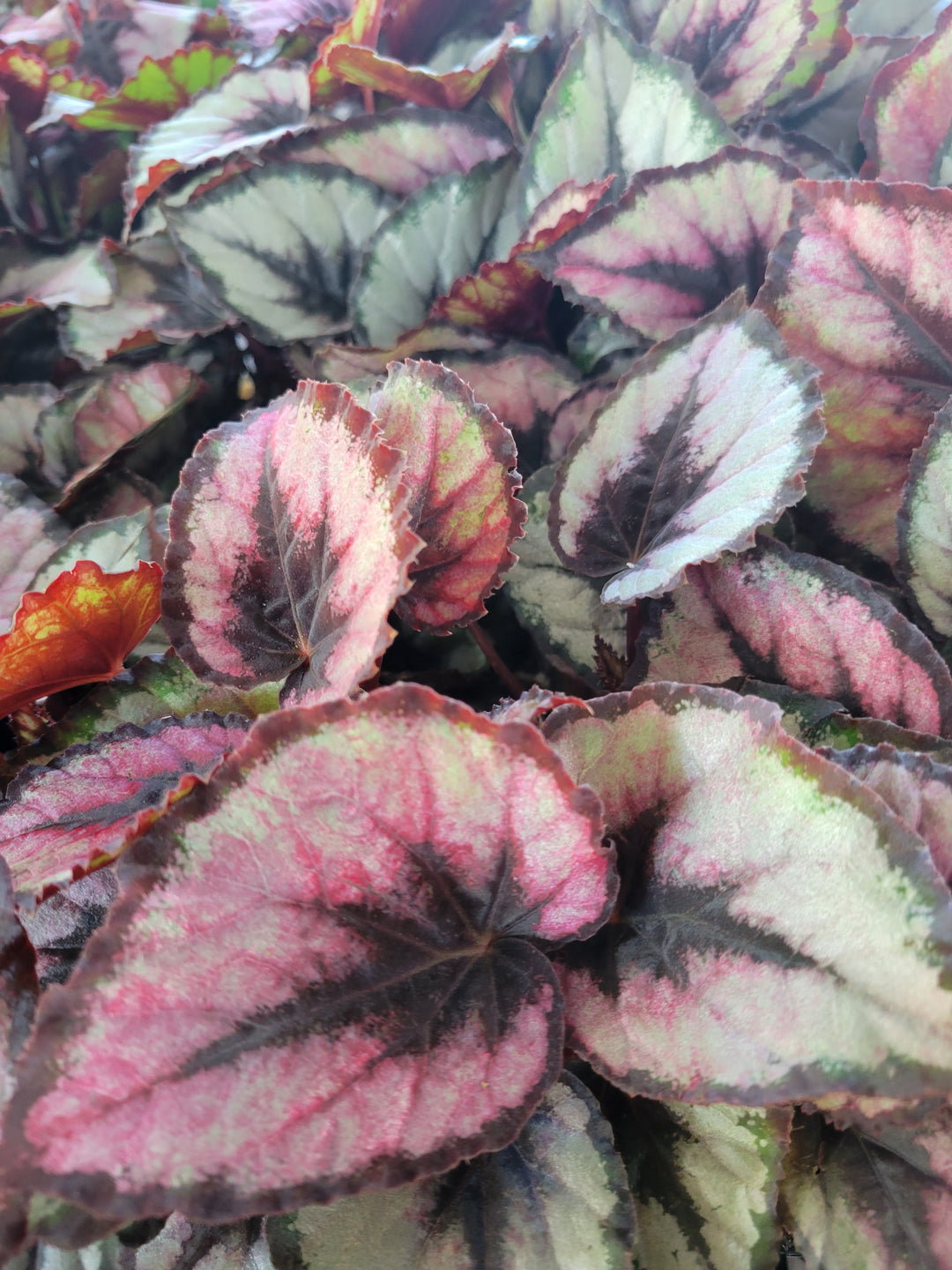 Begonia Red Kiss Plug