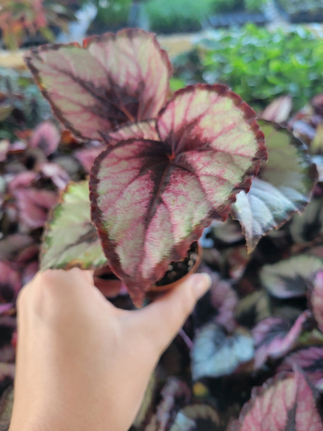 Begonia Red Kiss Plug