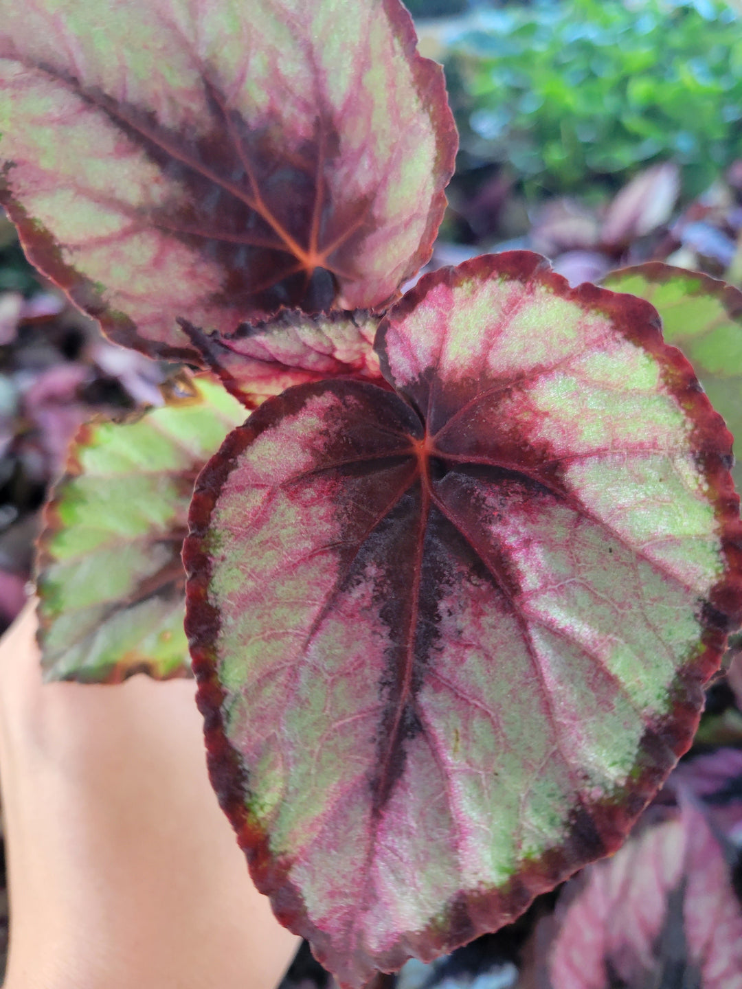 Begonia Red Kiss Plug