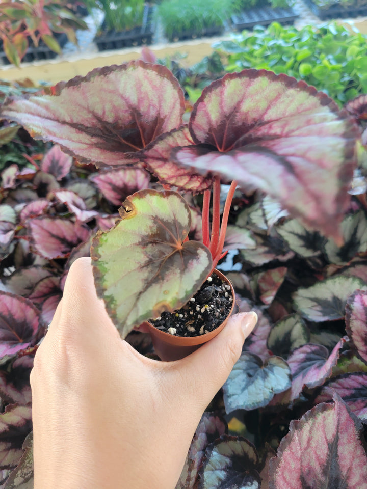 Begonia Red Kiss Plug