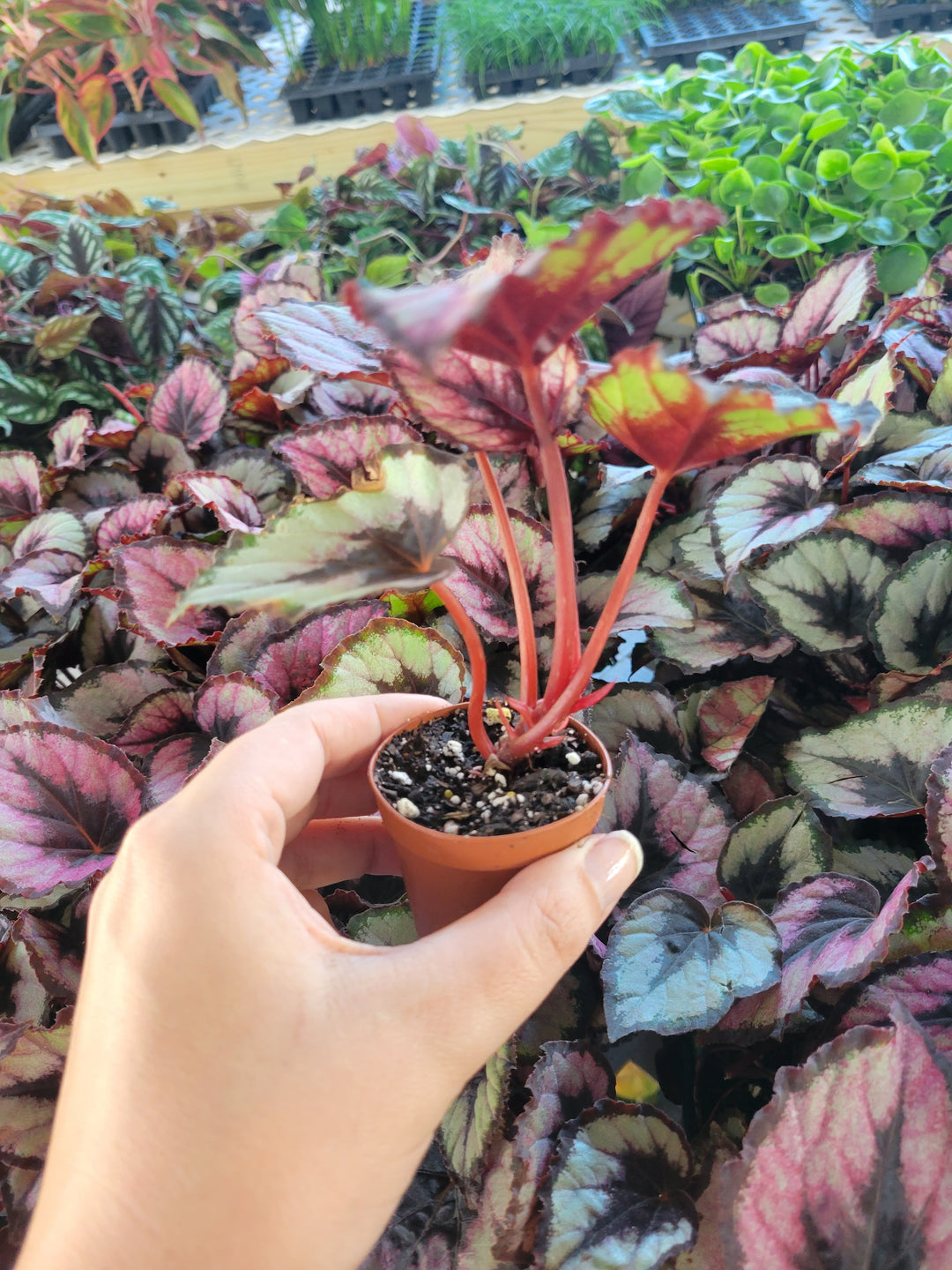 Begonia Red Kiss Plug