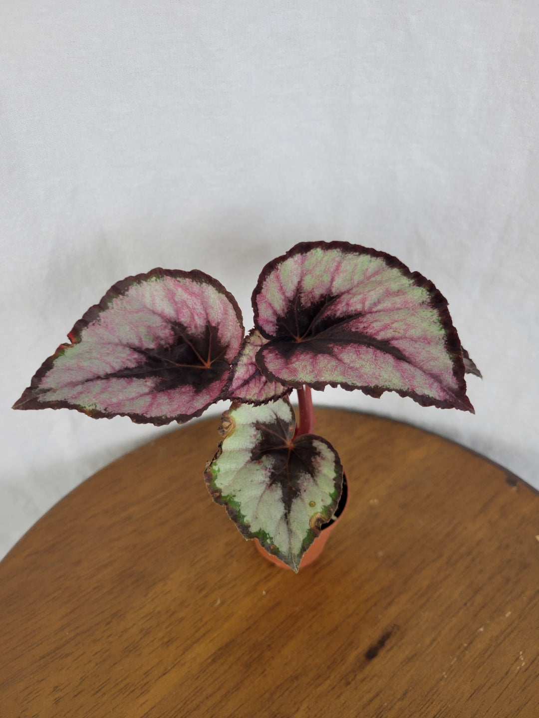 Begonia Red Kiss Plug