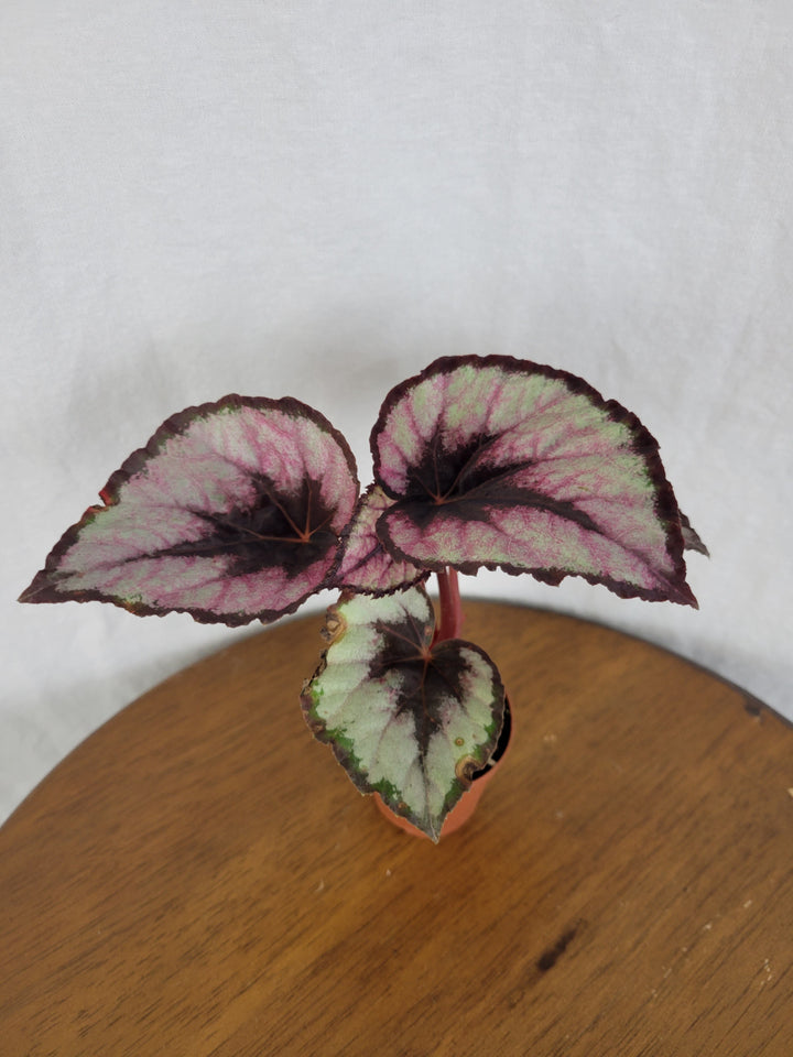 Begonia Red Kiss Plug