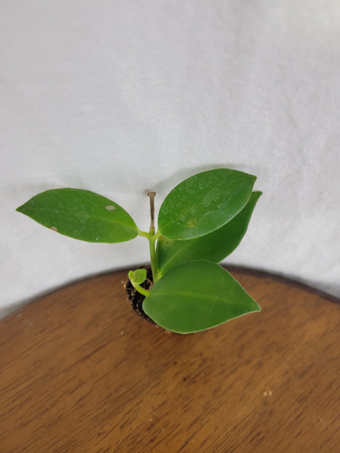 Lipstick Plant Plug