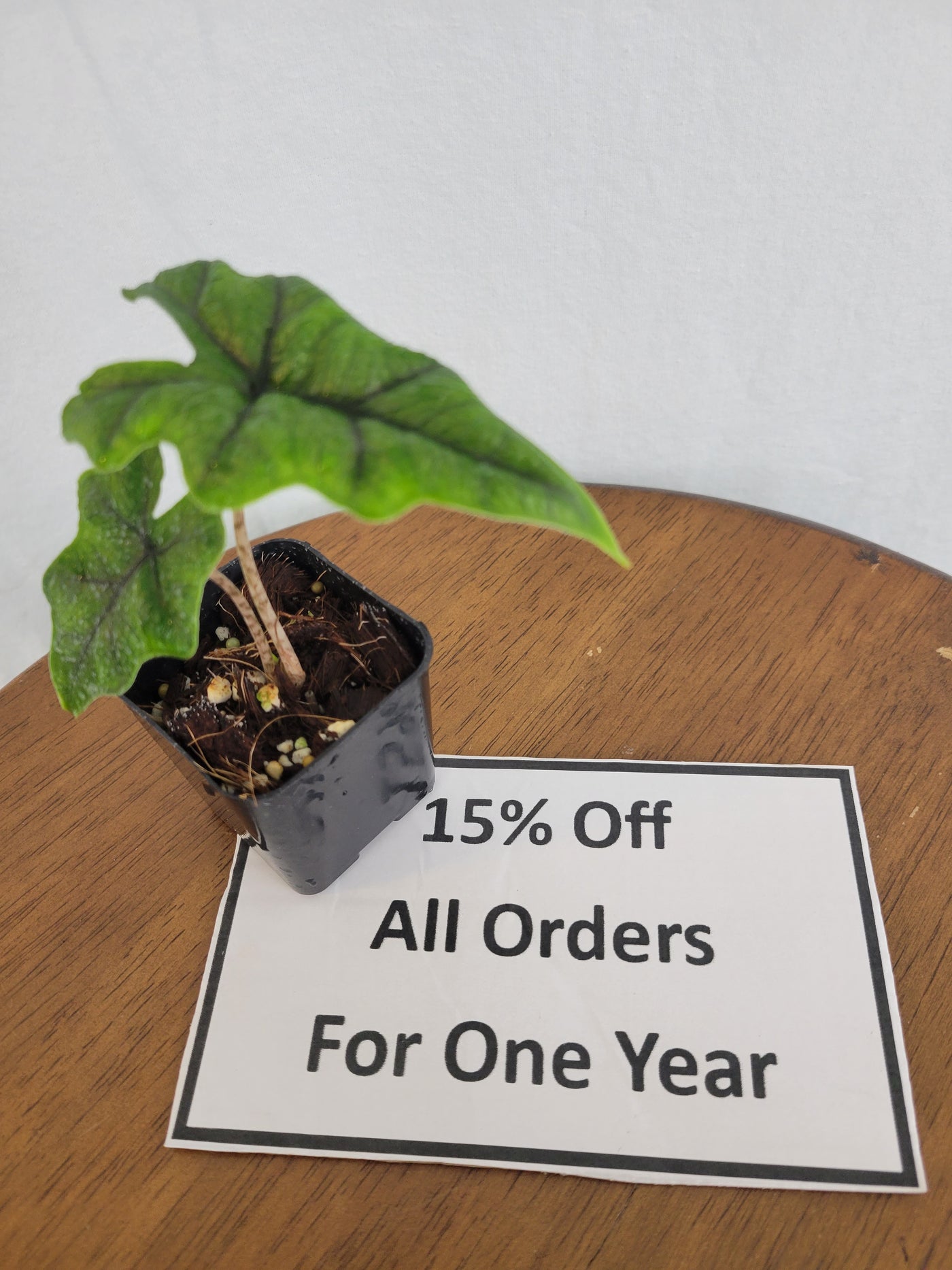 15% Off All Orders For 1 Year