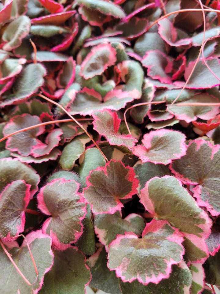 Variegated Strawberry Begonia with gray-green leaves, creamy white to pink margins, and maroon undersides.