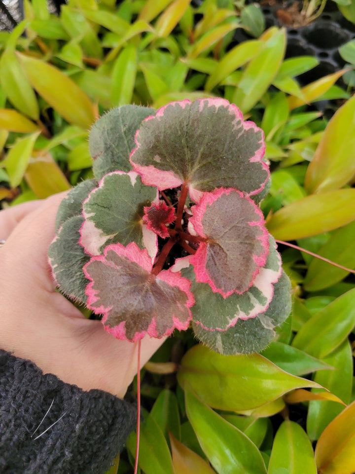 Variegated Strawberry Begonia plant with gray-green foliage, pink margins, and maroon undersides.