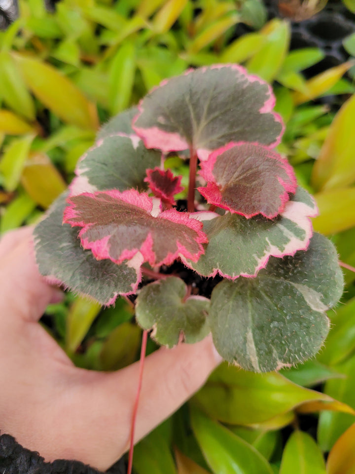 Variegated Strawberry Begonia with gray-green leaves, pink margins, and maroon undersides.