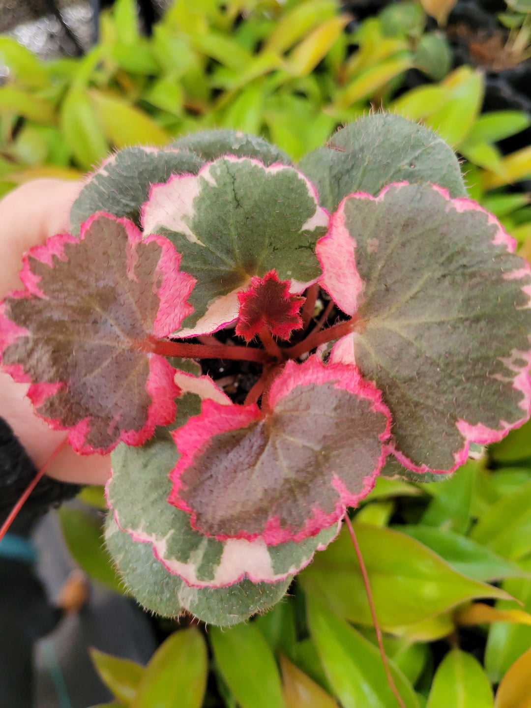 Variegated Strawberry Begonia plant with gray-green foliage and pink margins.