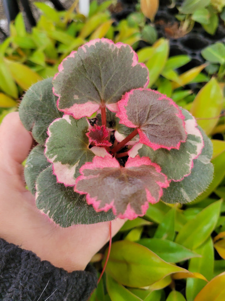 Variegated Strawberry Begonia plant with gray-green leaves and pink margins.