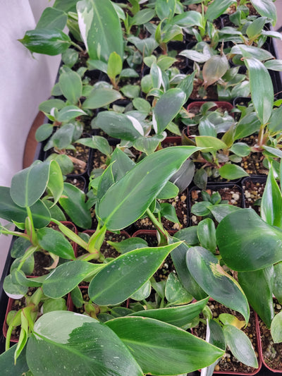 $3.99 Once Variegated But Now Reverted Philodendrons