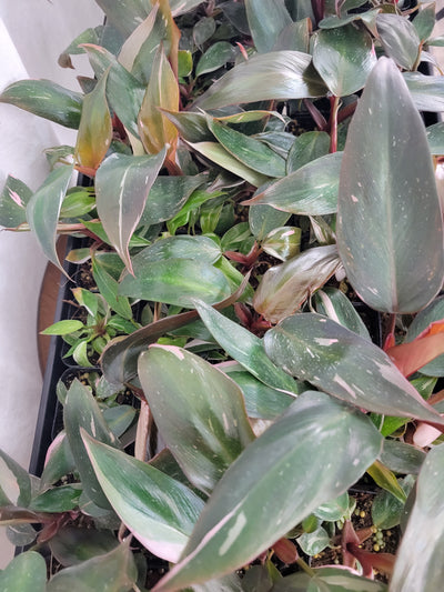 $3.99 Once Variegated But Now Reverted Philodendrons